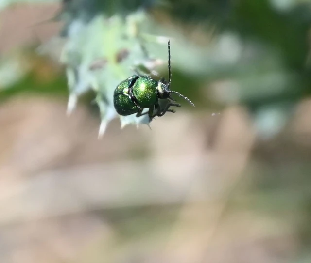 Cryptocephalus