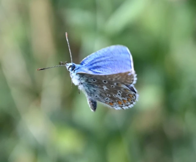 Polyommatus bellargus - égszínű boglárka