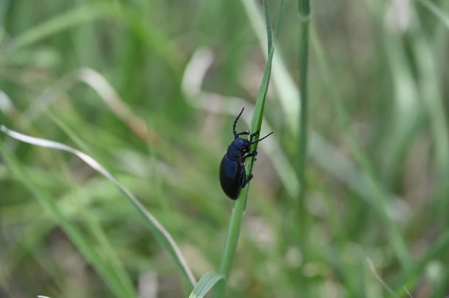 Dorcadion aethiops - fekete gyalogcincér Dorcadion aethiops - fekete gyalogcincér