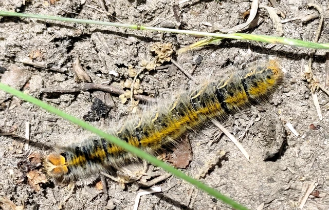 Lasiocampa trifolii - lóhereszövő