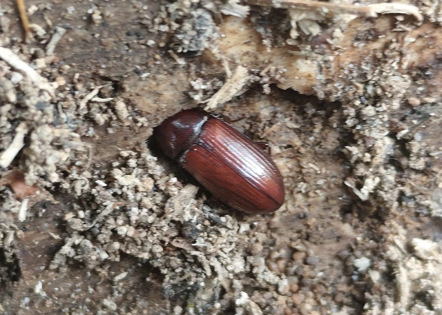 Uloma
