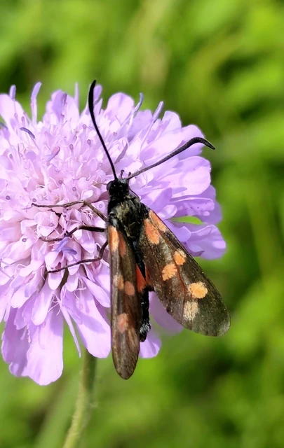 Zygaena filipendulae - acélszínű csüngőlepke
