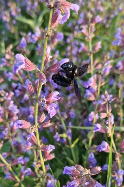Xylocopa
