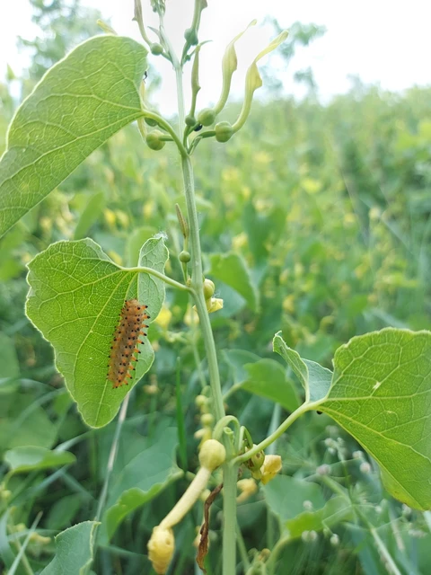 Zerynthia polyxena - farkasalmalepke