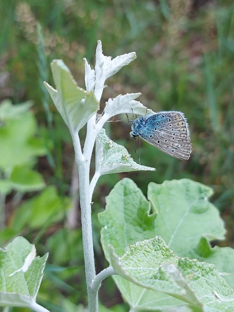 Polyommatus icarus - közönséges boglárka