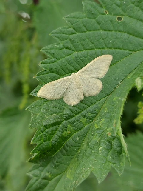 Idaea deversaria - egyszínű sávosaraszoló