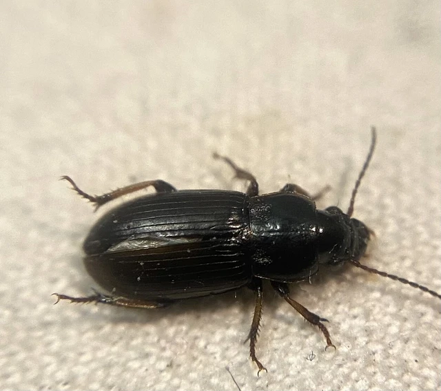 Harpalus attenuatus - pusztai lomhafutó