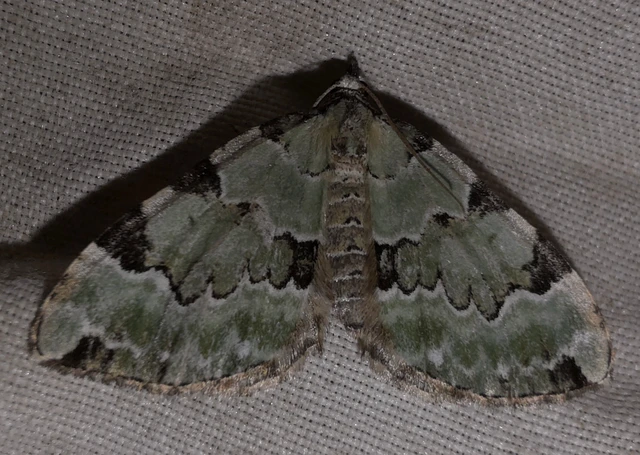Colostygia pectinataria - zöld levélaraszoló