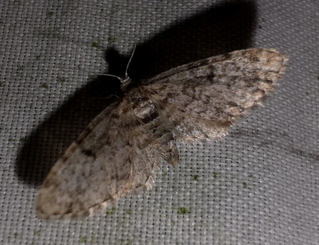 Eupithecia tantillaria - feketegyűrűs törpearaszoló