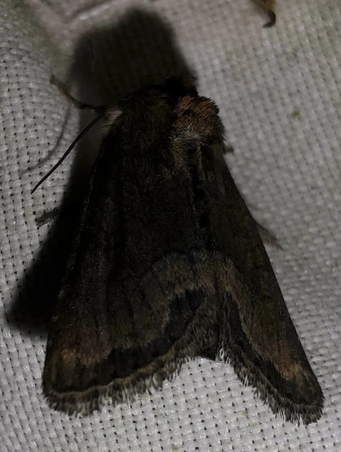 Oligia strigilis/latruncula/versicolor