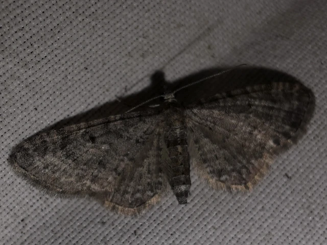 Eupithecia