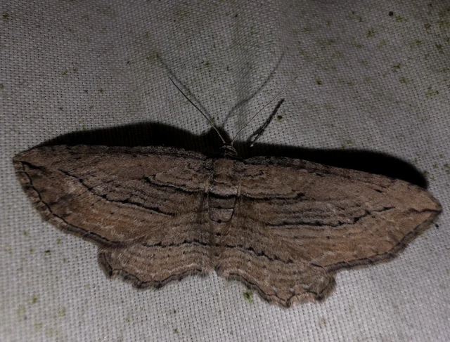 Horisme corticata - barna iszalagaraszoló