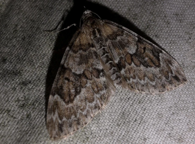 Thera variata/britannica