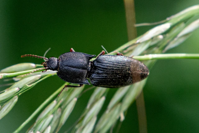 Neopristilophus insitivus - lapos pattanó