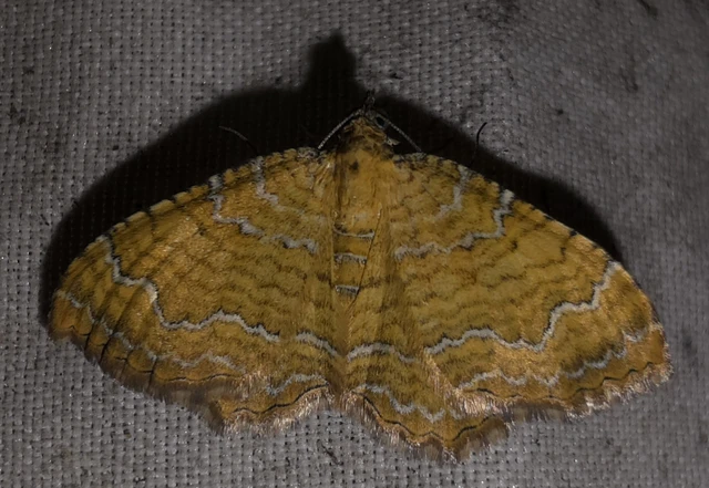 Camptogramma bilineata - kétvonalas sávosaraszoló