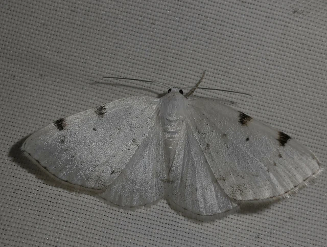 Lomographa bimaculata - kétpontos fehéraraszoló