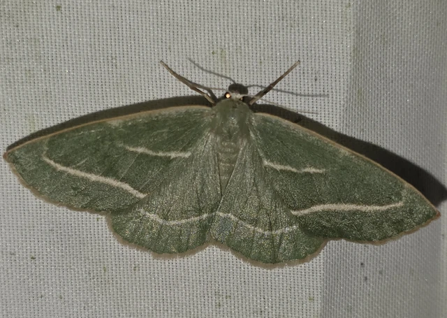 Hylaea fasciaria - erdeifenyő-sávosaraszoló