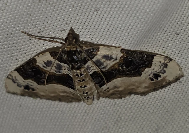 Cosmorhoe ocellata - szemes galajaraszoló