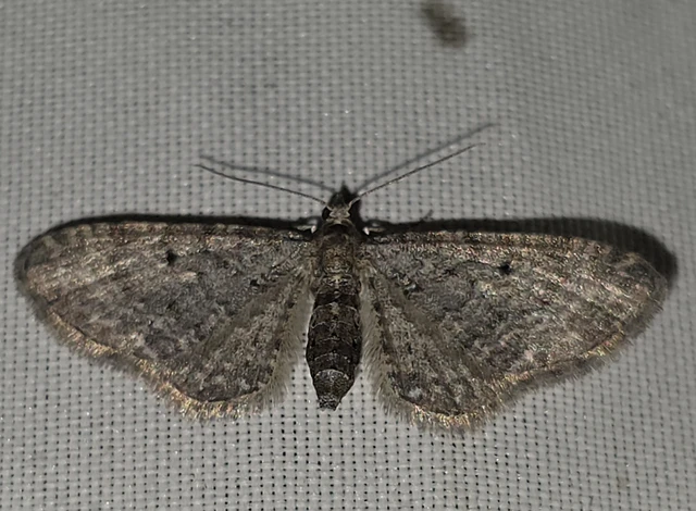 Eupithecia
