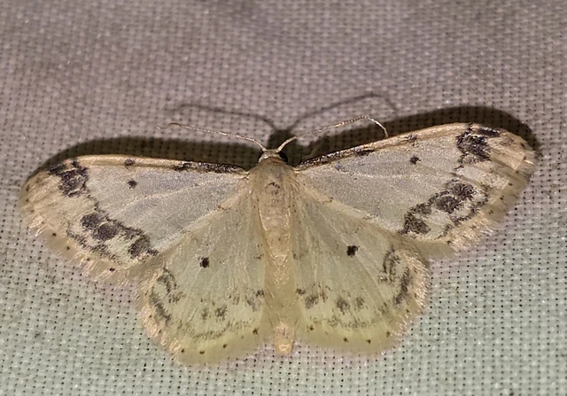 Idaea trigeminata - csúcsfoltos apróaraszoló