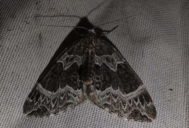 Ecliptopera silaceata - barna tarkaaraszoló