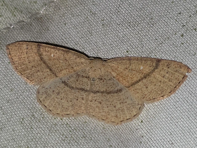 Cyclophora ruficiliaria - vörösrojtú pettyesaraszoló