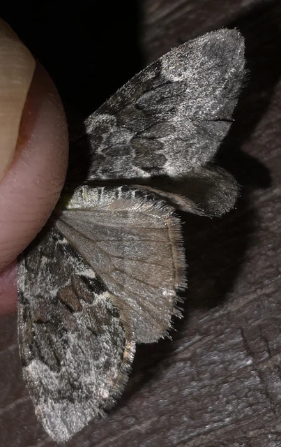 Thera variata/britannica