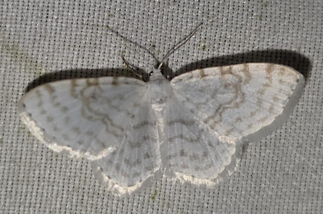Asthena albulata - gyertyán-fehéraraszoló