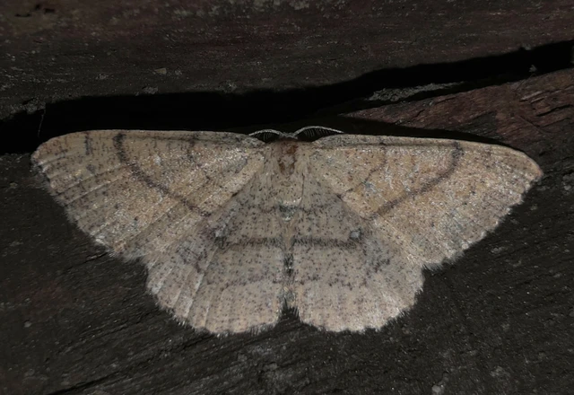Cyclophora ruficiliaria - vörösrojtú pettyesaraszoló