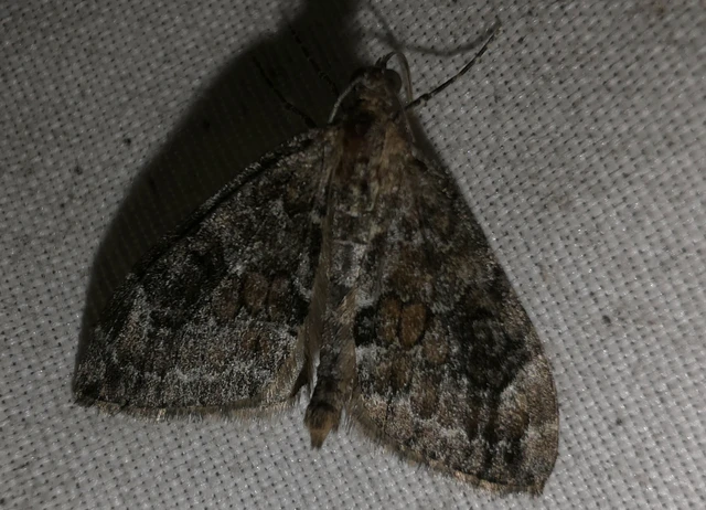 Thera variata/britannica