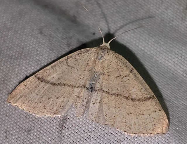 Cyclophora ruficiliaria - vörösrojtú pettyesaraszoló