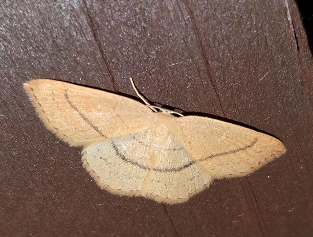 Cyclophora linearia - vonalas pettyesaraszoló