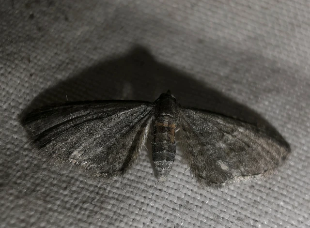 Eupithecia
