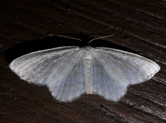Asthena albulata - gyertyán-fehéraraszoló