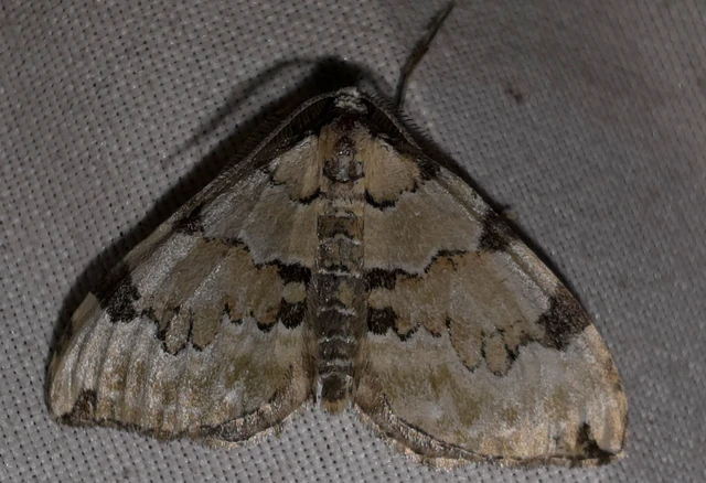 Colostygia pectinataria - zöld levélaraszoló