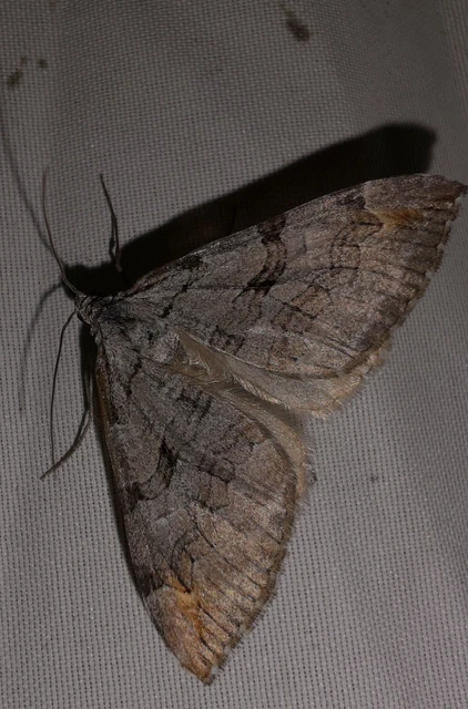 Aplocera plagiata - szürke csíkosaraszoló
