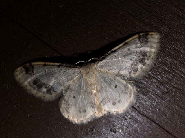 Idaea trigeminata - csúcsfoltos apróaraszoló