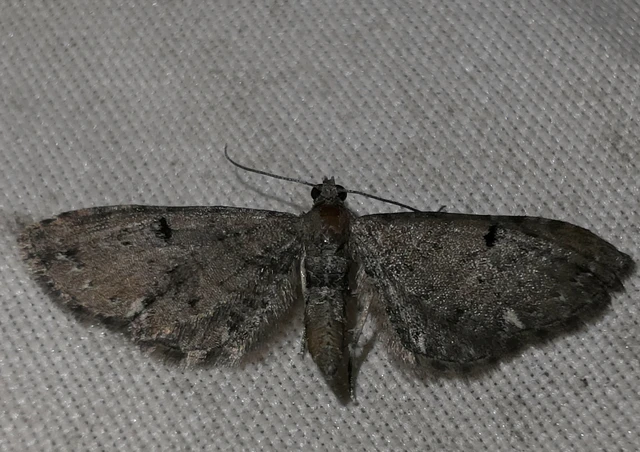 Eupithecia