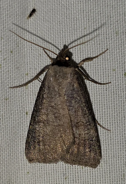 Lygephila procax - fekete csüdfűbagoly