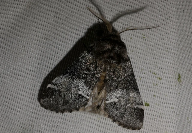 Drymonia dodonea - bélyeges púposszövő