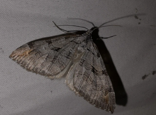Aplocera plagiata - szürke csíkosaraszoló