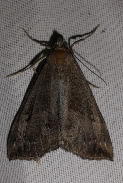 Hypena proboscidalis - ormányos karcsúbagoly