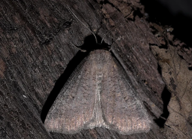 Lygephila procax - fekete csüdfűbagoly