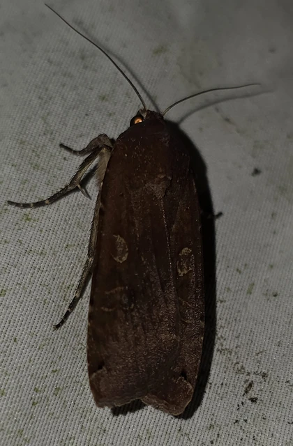 Noctua pronuba - nagy sárgafűbagoly