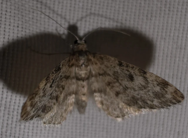 Eupithecia tantillaria - feketegyűrűs törpearaszoló
