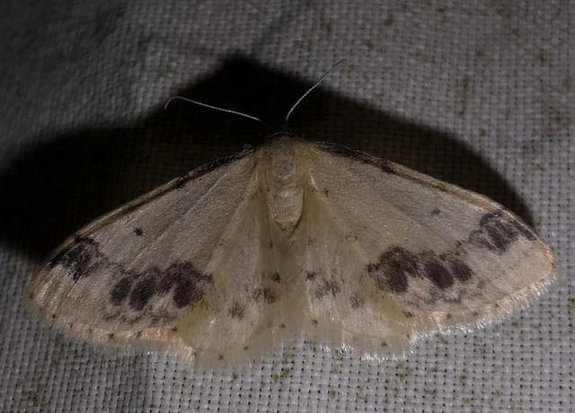 Idaea trigeminata - csúcsfoltos apróaraszoló