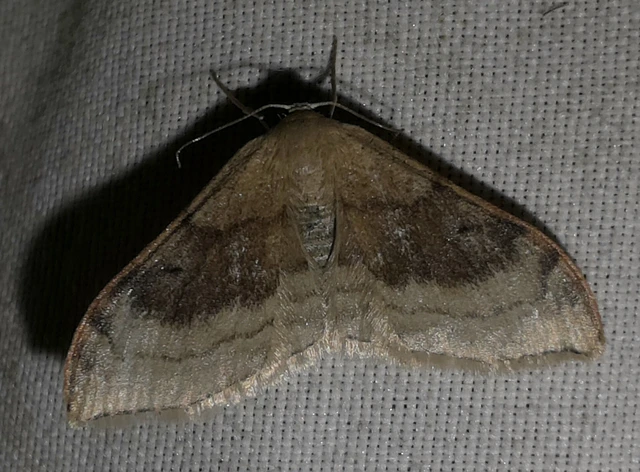 Idaea degeneraria - barnasávos araszoló