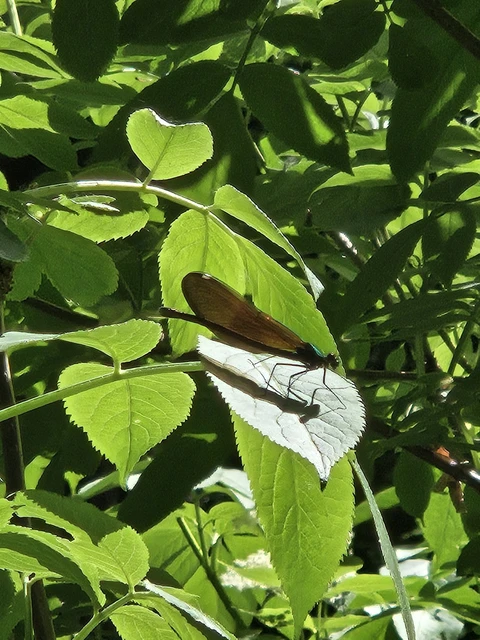 Calopteryx virgo - kisasszony-szitakötő