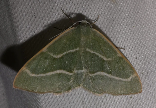 Hylaea fasciaria - erdeifenyő-sávosaraszoló