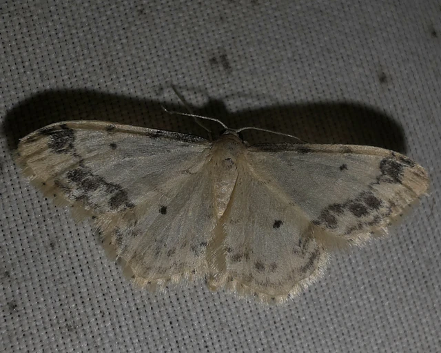 Idaea trigeminata - csúcsfoltos apróaraszoló